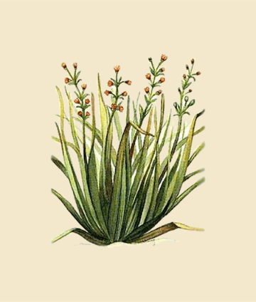Citronella