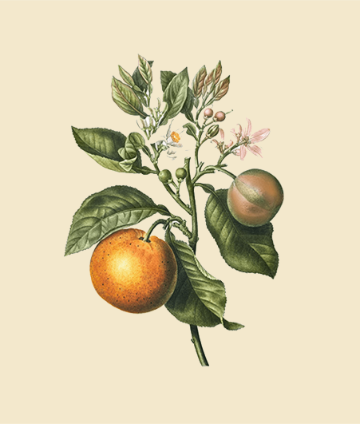 Orange Leaf & Orange Peel