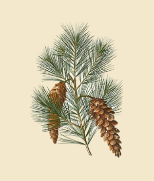 Pine