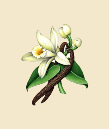 Vanilla